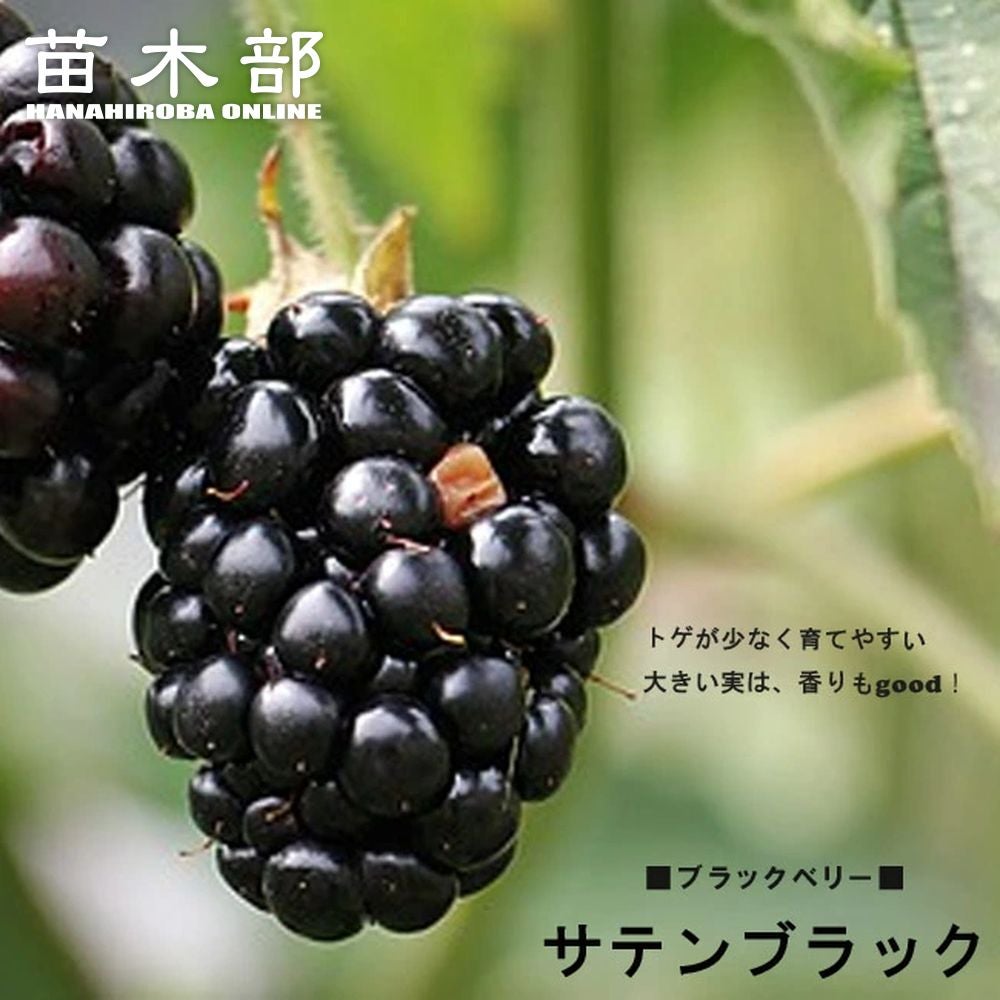 000000042355-01.jpg?size=l&w=