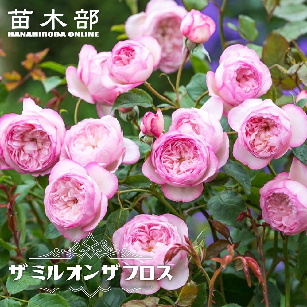 000000043653-01.jpg?size=l&w=