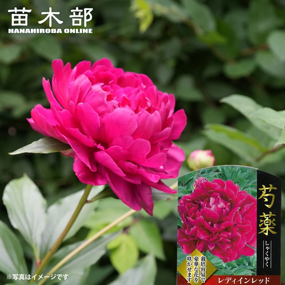 芍薬 西洋シャクヤク フェスティバマキシマ 苗 販売 苗木部 By 花