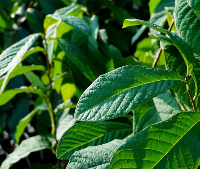 ポポー NC-1 苗 通販 苗木部 By 花ひろばオンライン