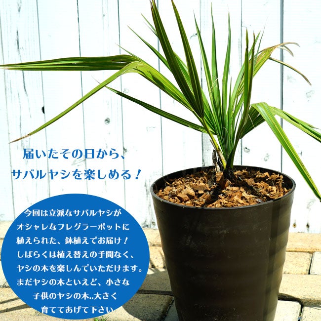 ヤシ サバルヤシの販売 苗木部 By 花ひろばオンライン