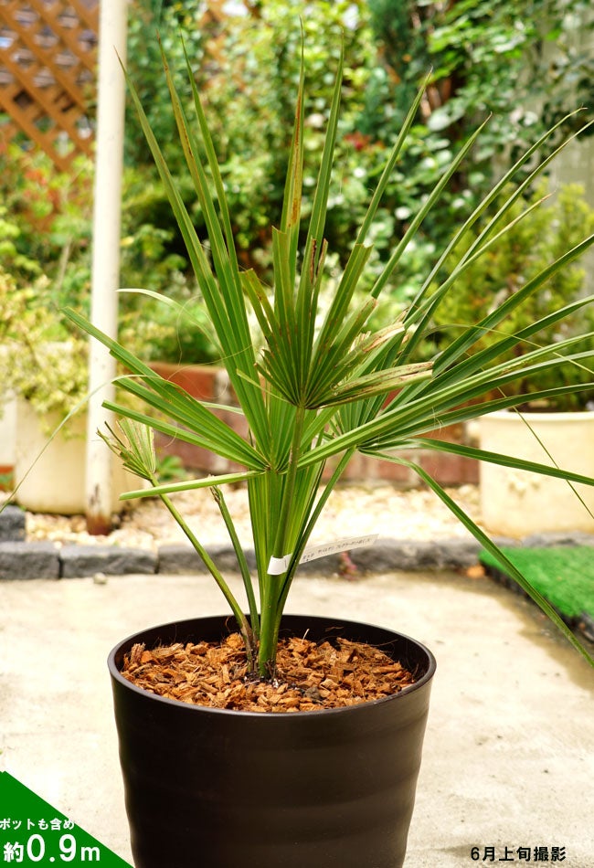 ヤシ サバルヤシの購入 苗木部 By 花ひろばオンライン