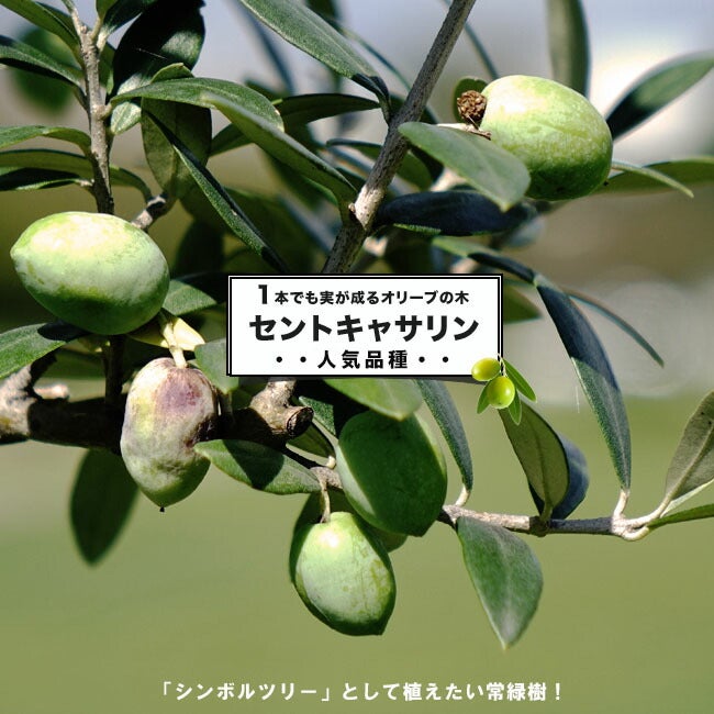 000000046762-01.jpg?size=l&w=