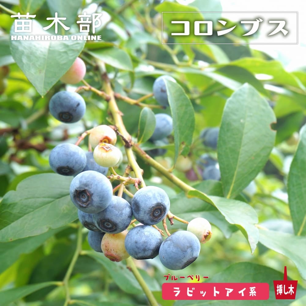 パパイヤ 青パパイヤ ダイナミックゴールド 苗 育て方 苗木部 By 花