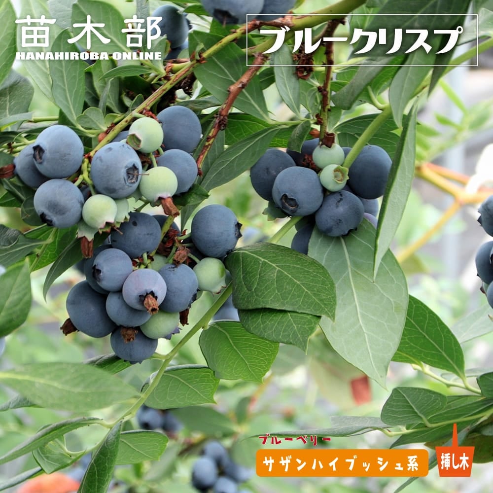 花の美しい果樹 | 苗木部 本店 By 花ひろばオンライン