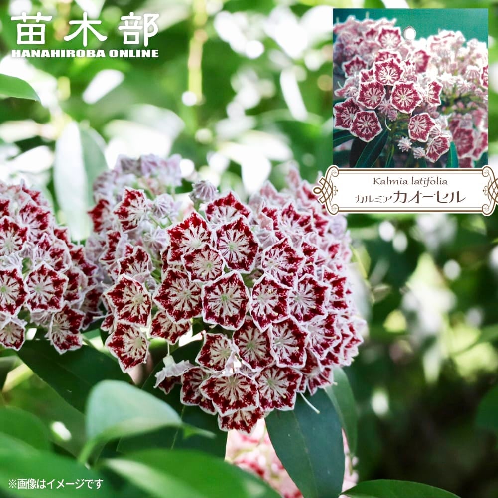 アジサイ ハイドランジア ストロングハート 苗 販売 苗木部 By 花