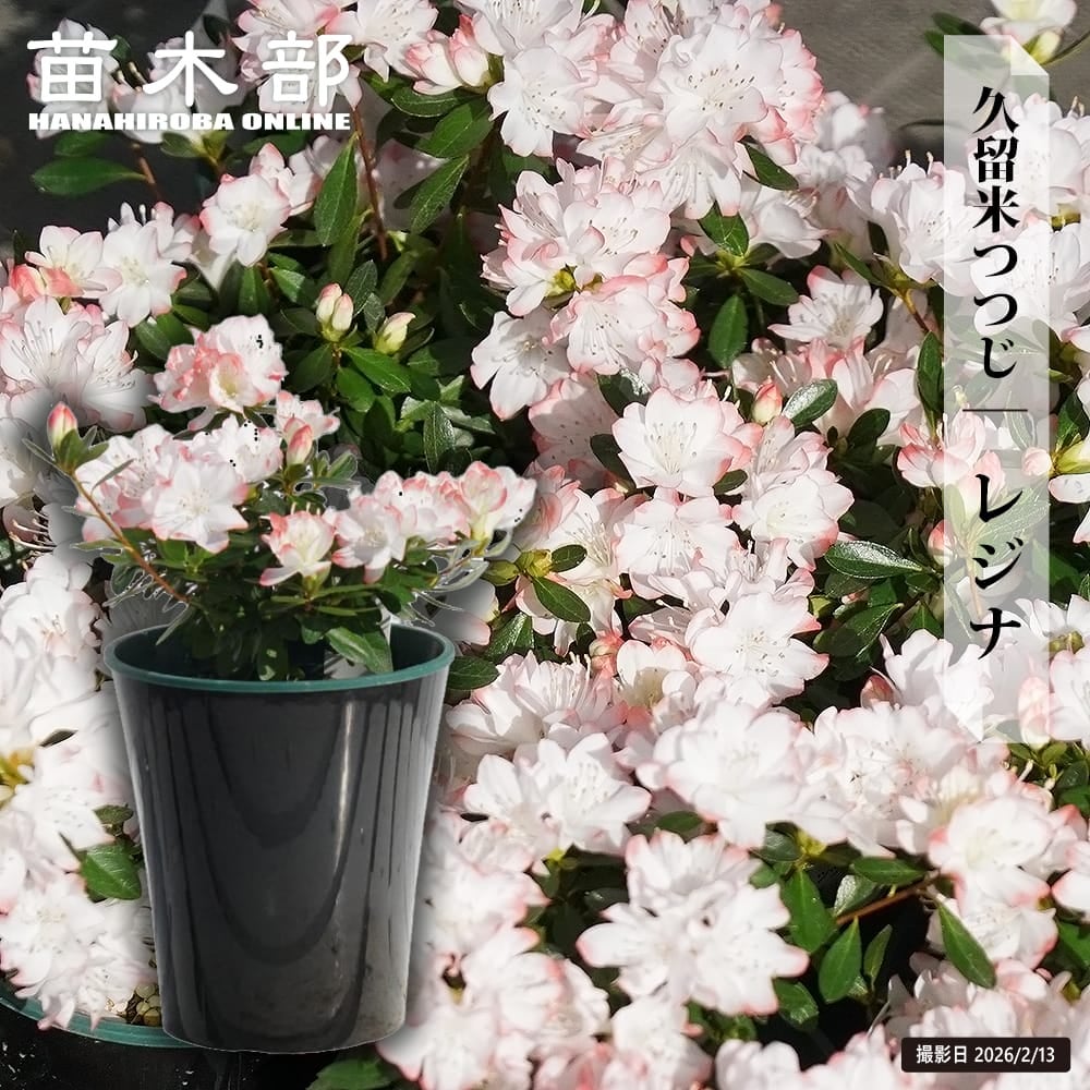 カエデ・もみじ 青しだれ ヤマモミジ系 苗 販売 苗木部 By 花ひろば