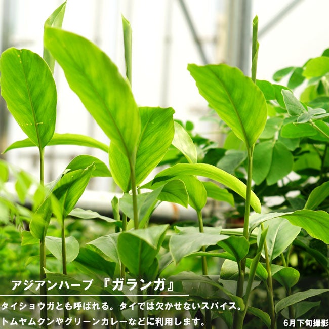 ガランガ ガランガ 苗 販売 苗木部 By 花ひろばオンライン