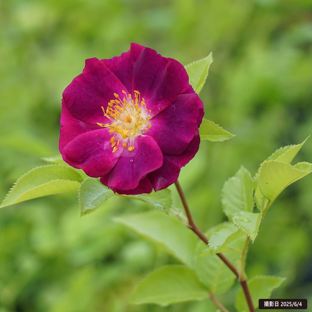 バラ サングリアナイト FL フロリバンダ 苗 販売 苗木部 By 花ひろば