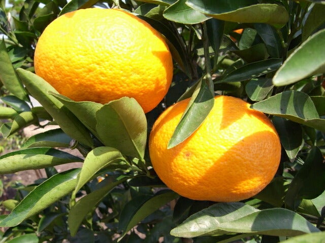 柑橘 オレンジ 種なし日向夏 苗 通販 苗木部 By 花ひろばオンライン