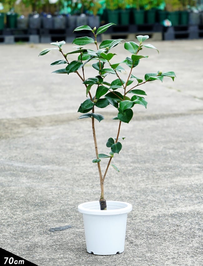 000000049202-03.jpg?size=l&w=