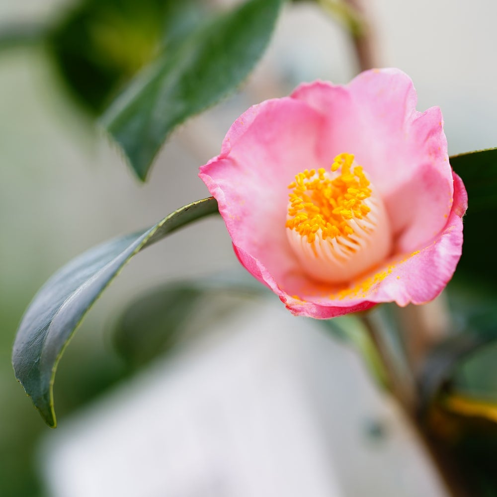 椿 素粧 苗 販売 苗木部 By 花ひろばオンライン