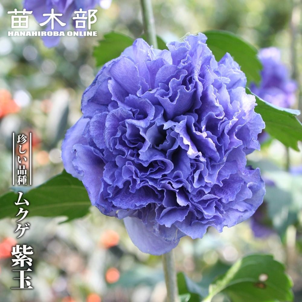 アボカド ウィンターメキシカン Aタイプ 苗 販売 苗木部 By 花ひろば