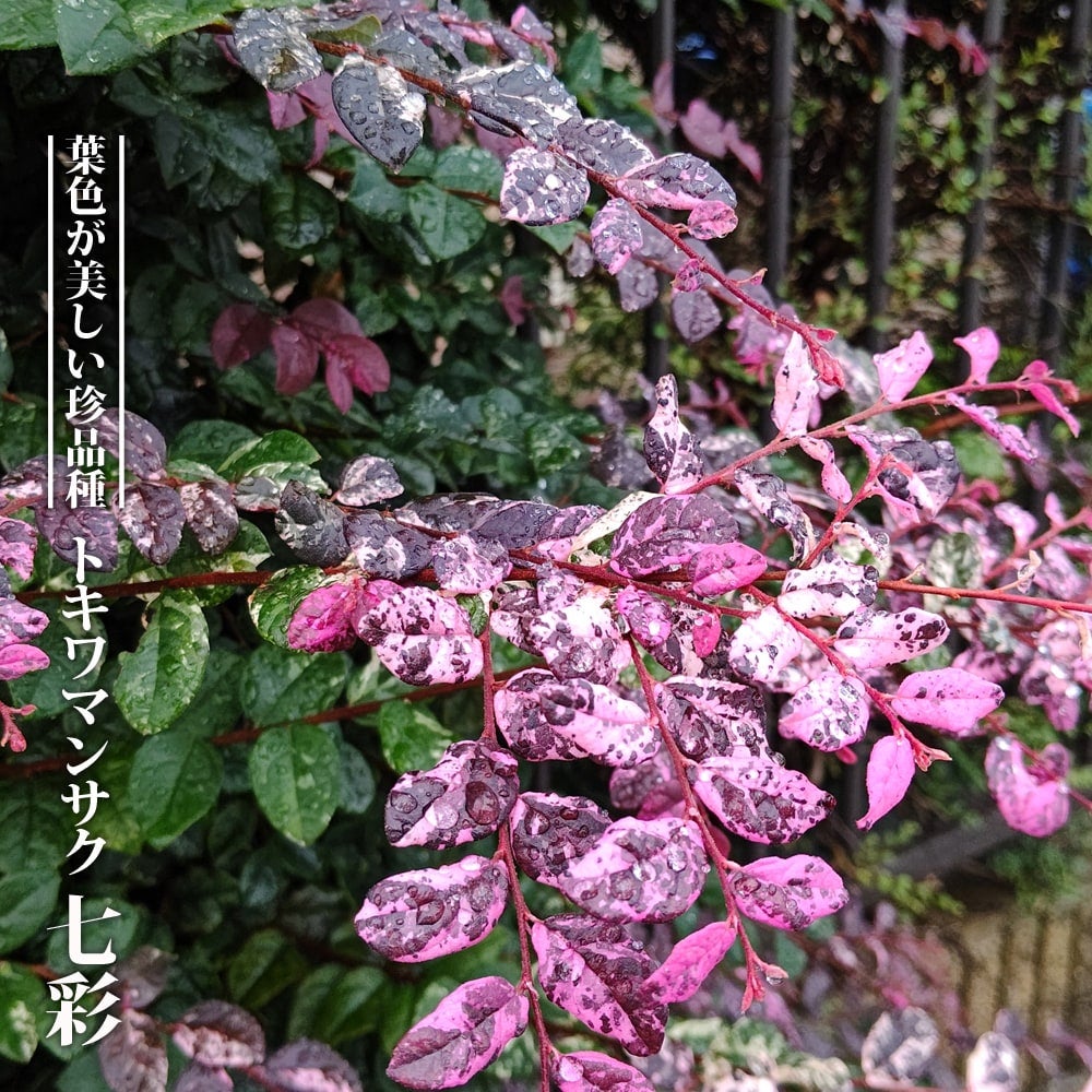 000000050082-01.jpg?size=l&w=