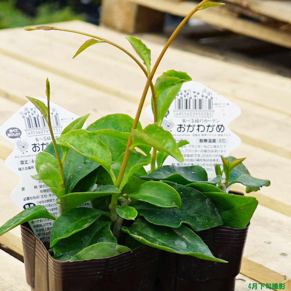 おかわかめ 苗 販売 苗木部 By 花ひろばオンライン