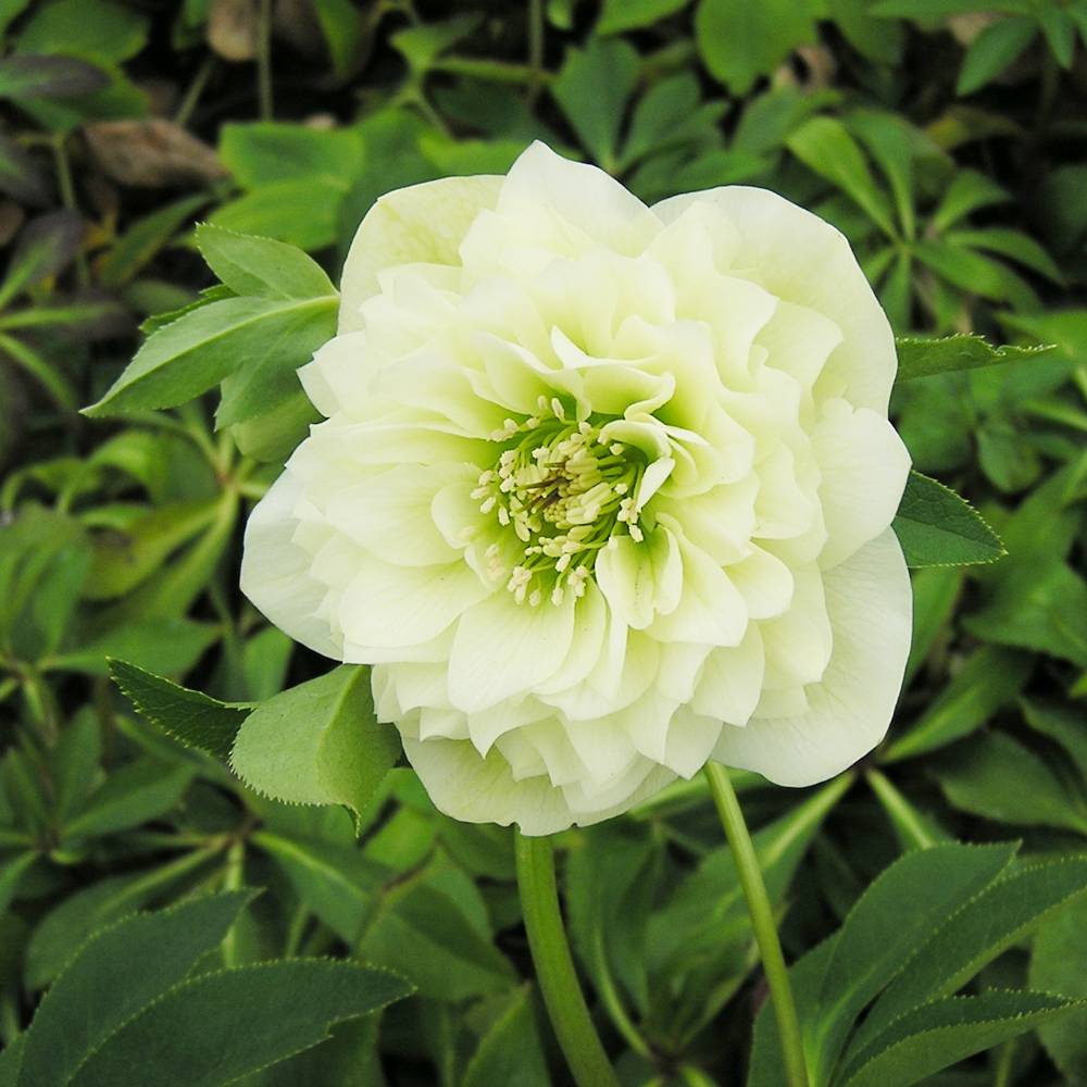 000000052092-04.jpg?size=l&w=