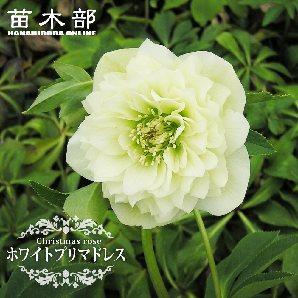 000000052092-01.jpg?size=l&w=