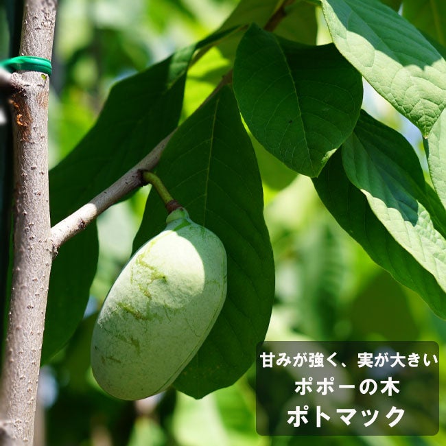 ポトマック】 ポポー 4年生 接木 苗 【大型宅配便】 沖縄・離島不可