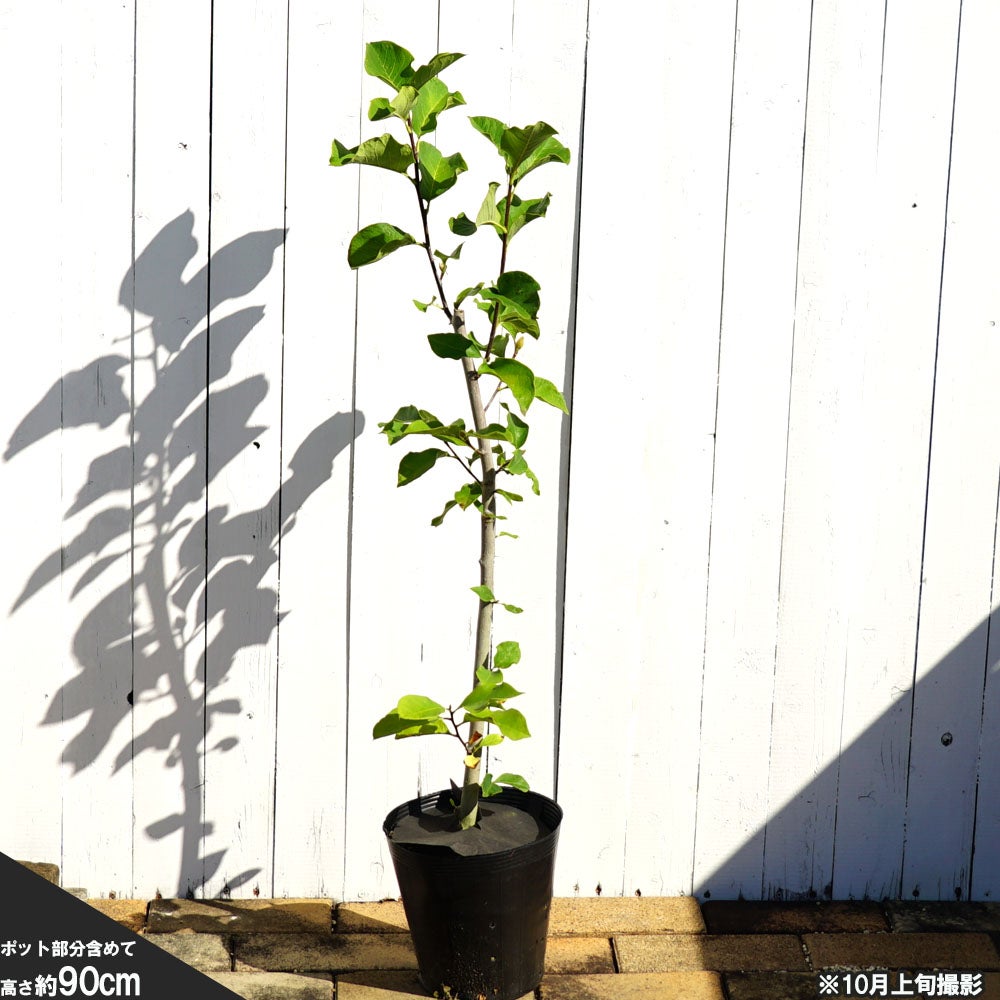 ハイブリッドモクレン（マグノリア） ジェニー (紅花) ポット苗 | 苗木