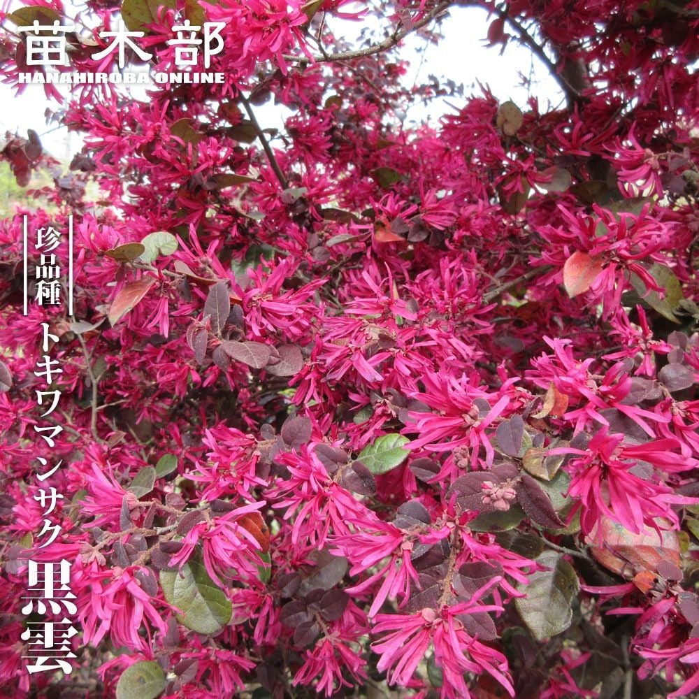 000000055002-01.jpg?size=l&w=