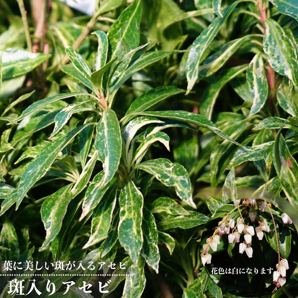 000000056058-06.jpg?size=l&w=