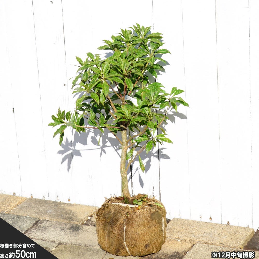 000000056058-03.jpg?size=l&w=