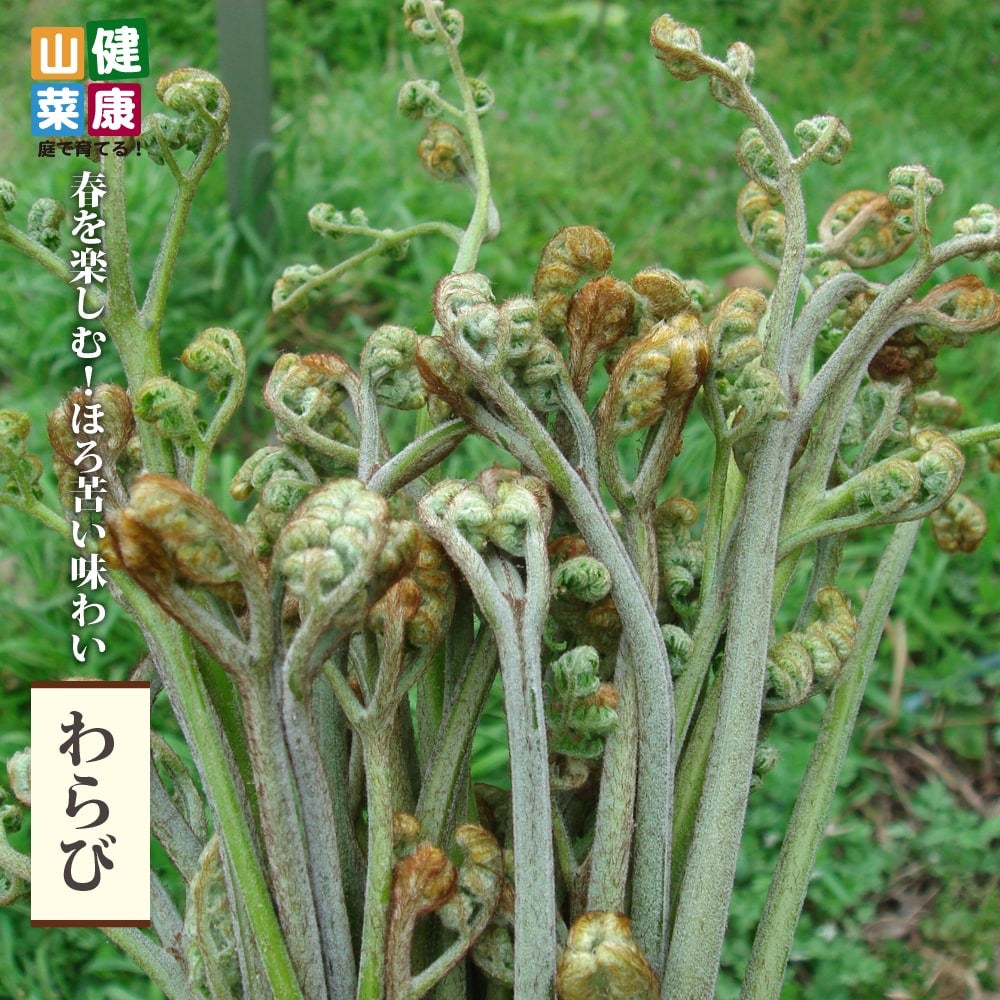 000000056876-01.jpg?size=m&w=