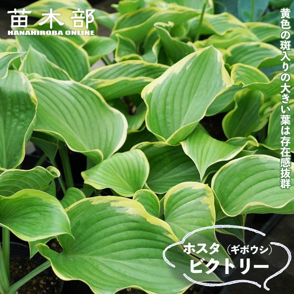 000000060501-01.jpg?size=l&w=