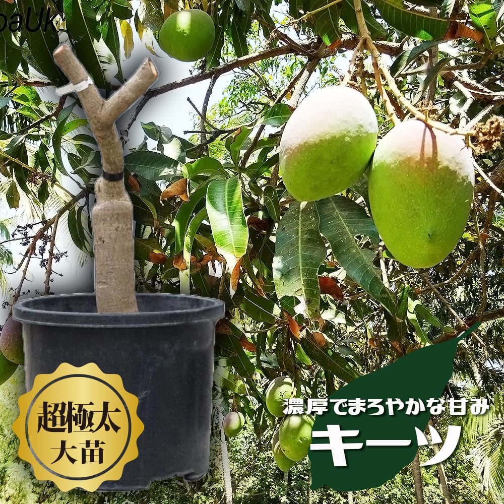 マツコの知らないトロピカルフルーツの世界出演 蟹江君の苗 通販