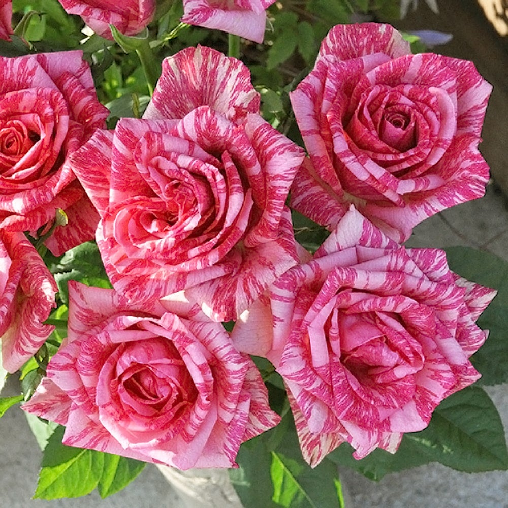 バラ ピンク インテューション HT ハイブリッドティー 苗 販売 苗木部