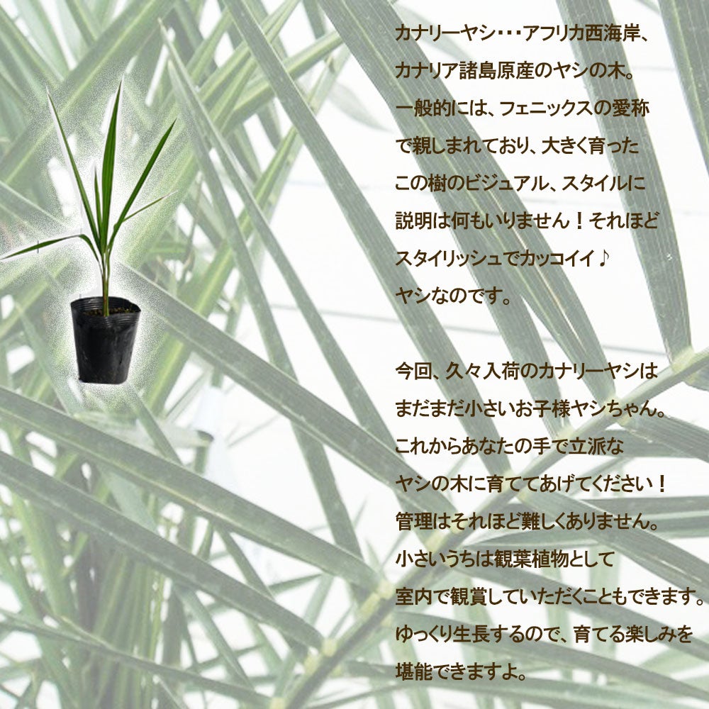 ヤシ カナリーヤシ 苗 販売 苗木部 By 花ひろばオンライン