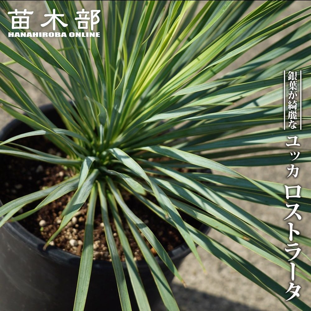 000000067289-01.jpg?size=m&w=