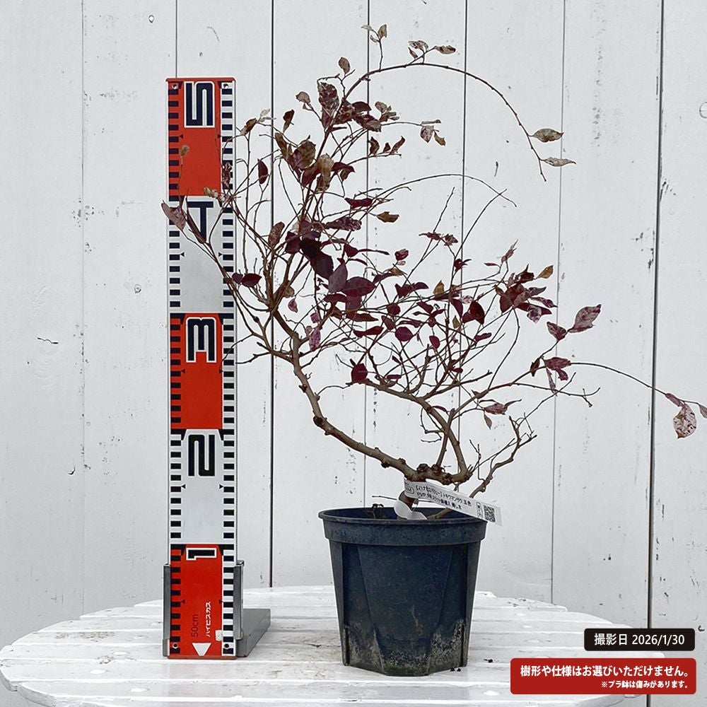 トキワマンサク 五色 苗 通販 苗木部 By 花ひろばオンライン