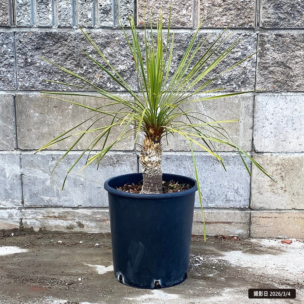 000000069471-01.jpg?size=l&w=