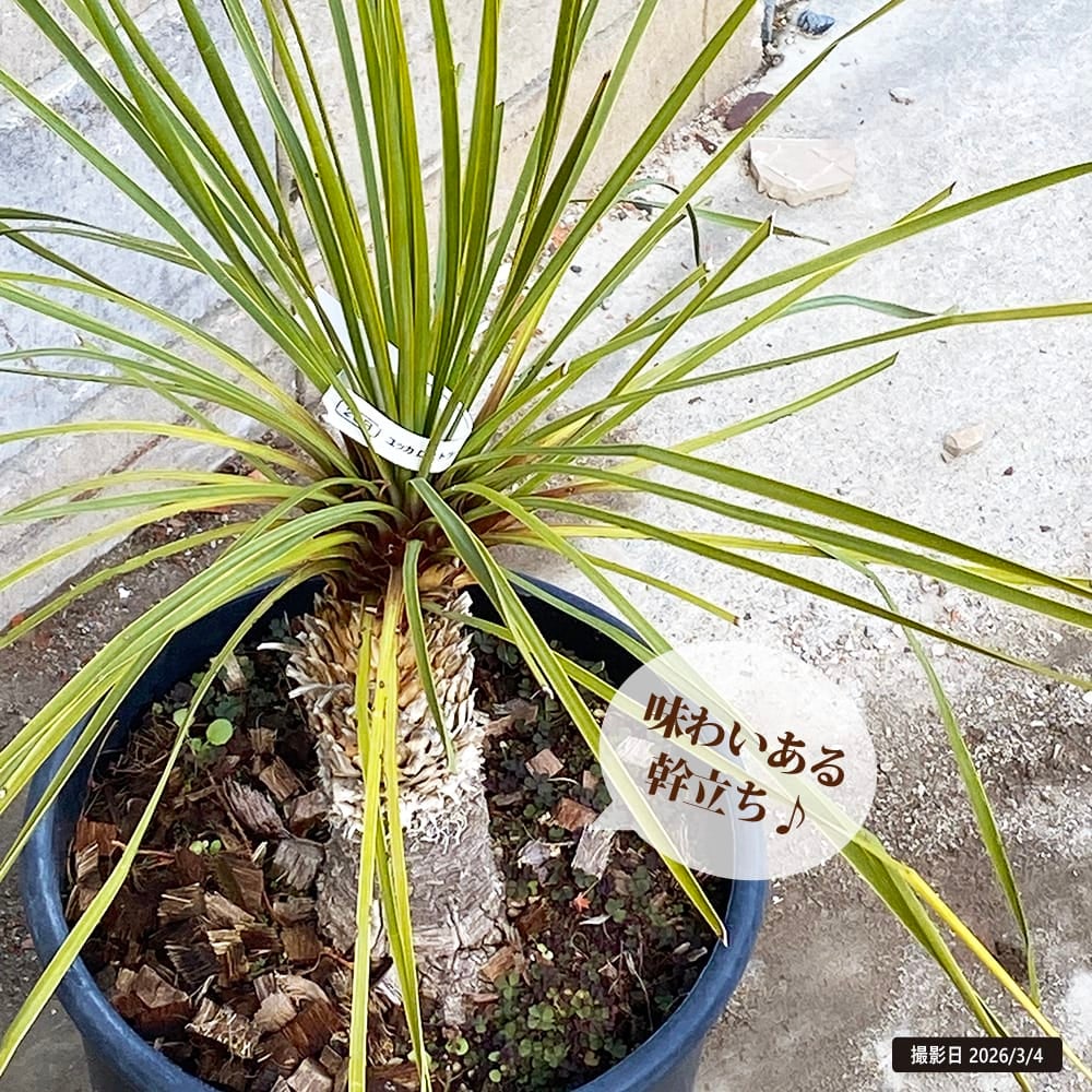 000000069471-02.jpg?size=l&w=