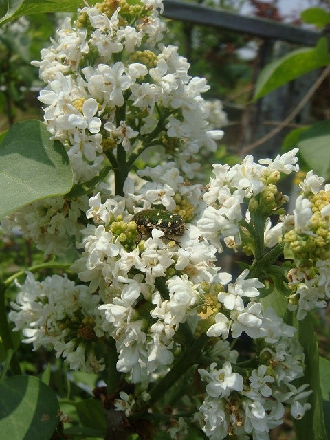 000000071009-05.jpg?size=l&w=