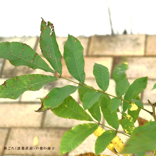 ペカンナッツ ウィチタ 苗 販売 苗木部 By 花ひろばオンライン