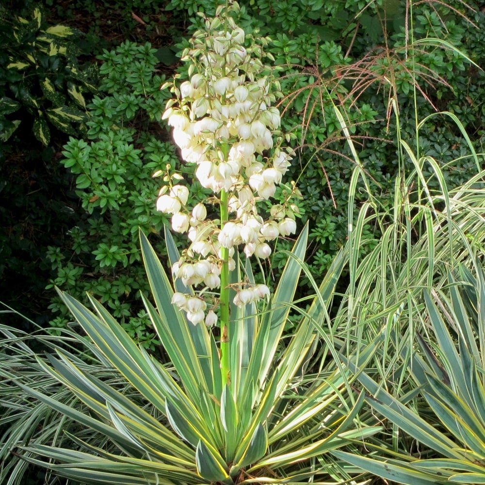 ユッカ グロリオサ バリエガータ 苗 販売 苗木部 By 花ひろばオンライン