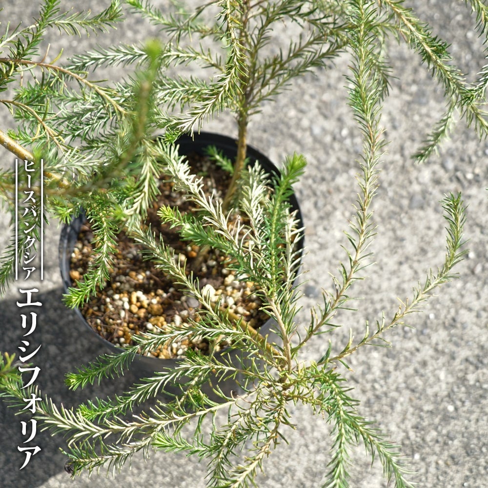 バンクシア ブレクニフォリアの通販 苗木部 By 花ひろばオンライン