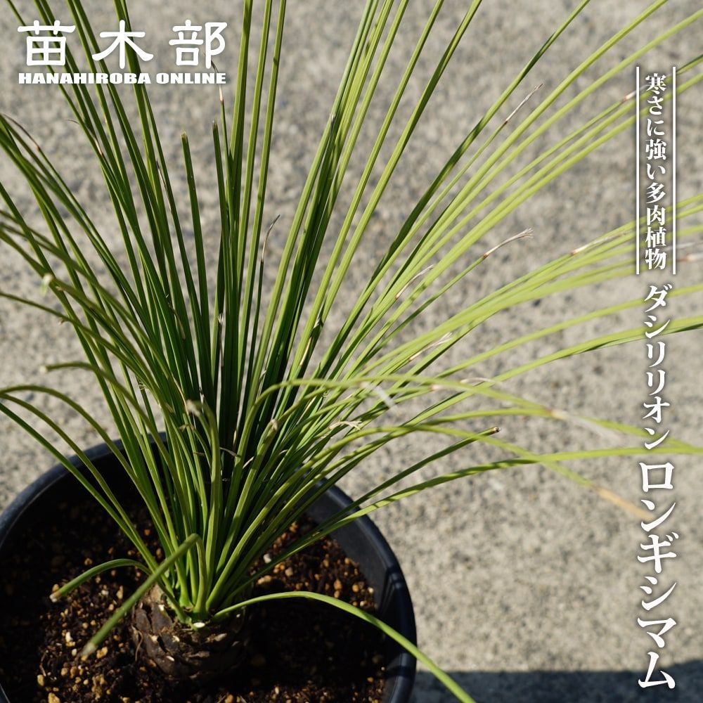 ダシリリオン ロンギシマム 苗 おすすめ 苗木部 By 花ひろばオンライン