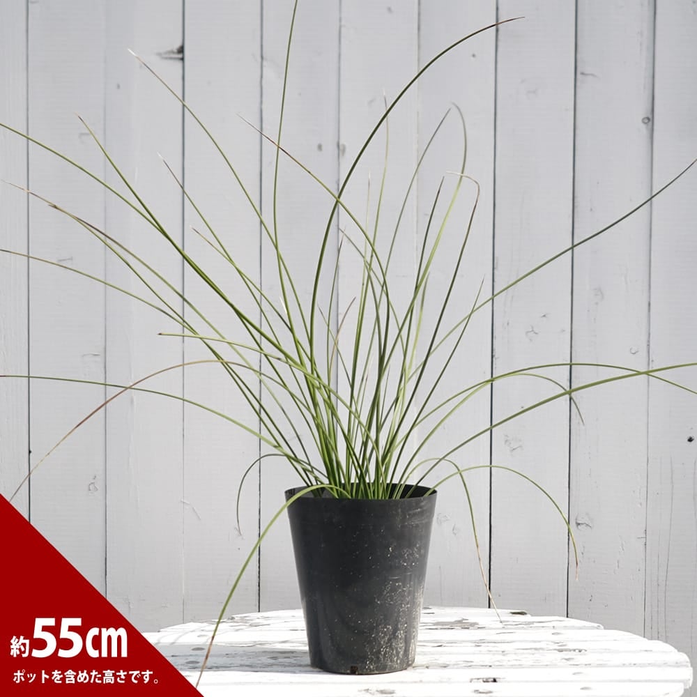 000000087871-02.jpg?size=l&w=