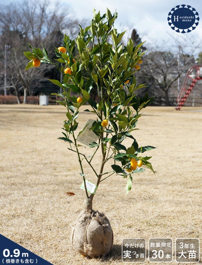 柑橘 きんかん ぷちまる 苗 育て方 苗木部 By 花ひろばオンライン