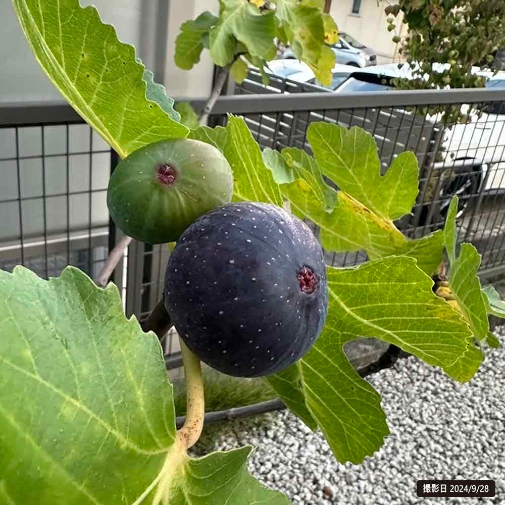 000000093248-06.jpg?size=l&w=