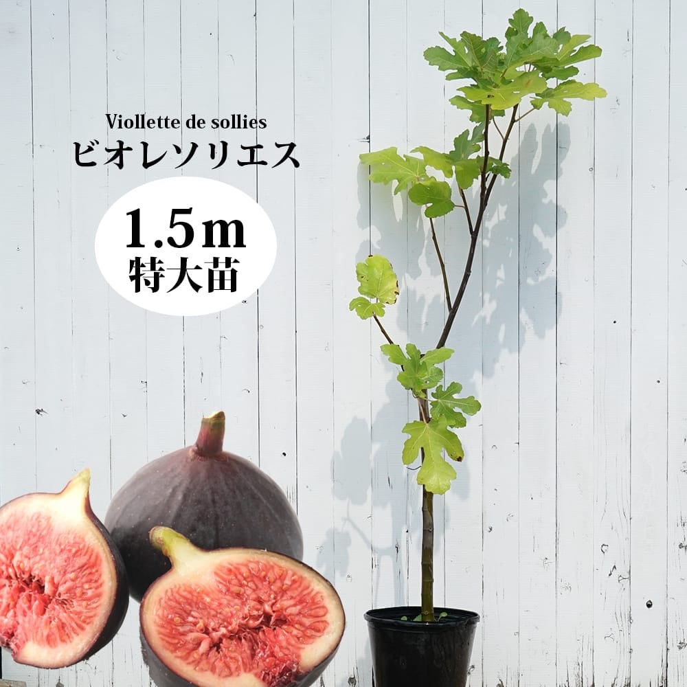 000000093248-01.jpg?size=l&w=