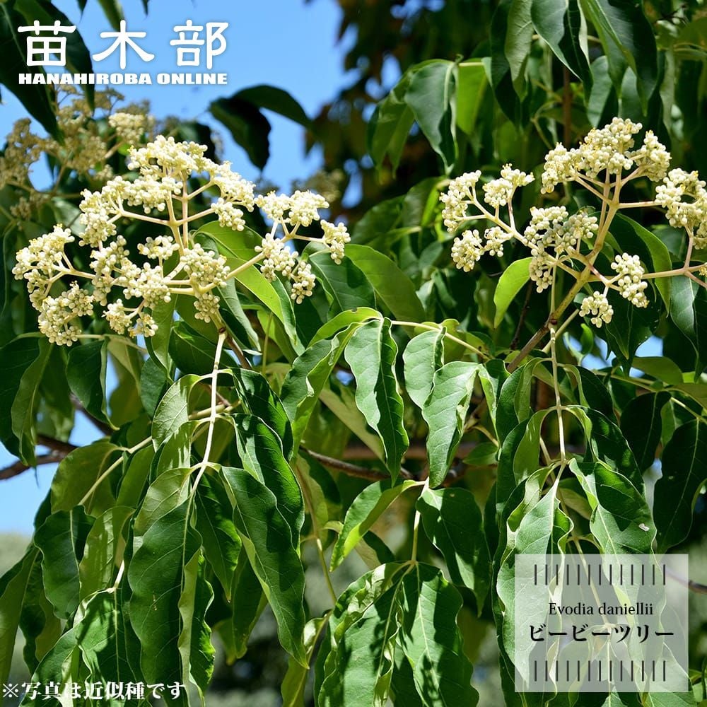 柑橘 ライム フレーバーグリーン 苗 通販 苗木部 By 花ひろばオンライン