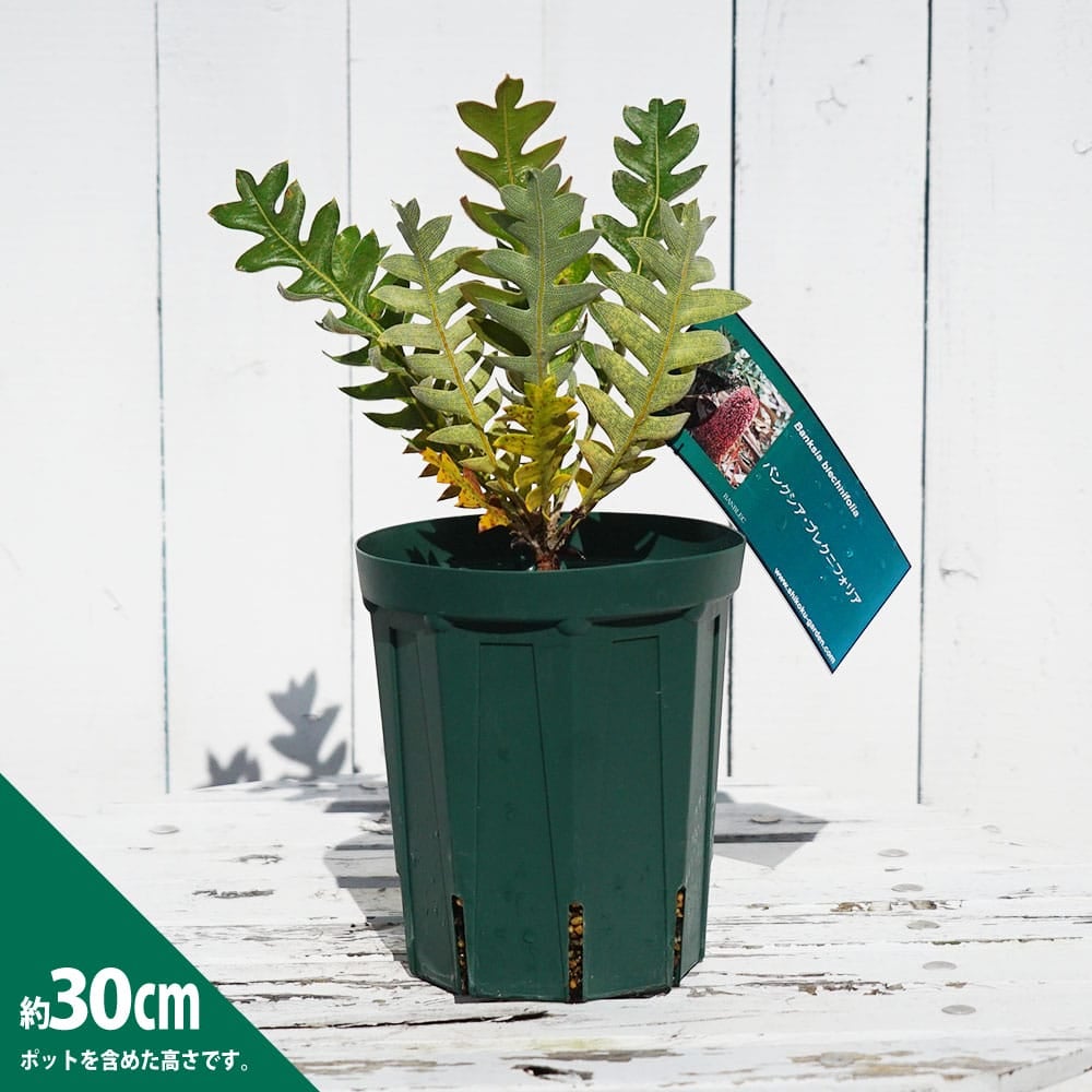 000000095412-03.jpg?size=l&w=