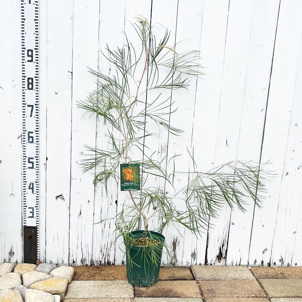 000000095638-04.jpg?size=l&w=