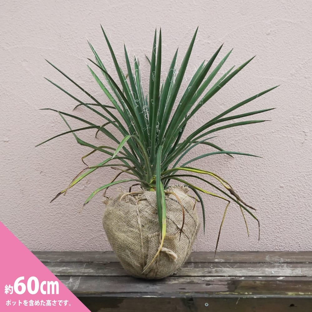 000000096098-03.jpg?size=l&w=