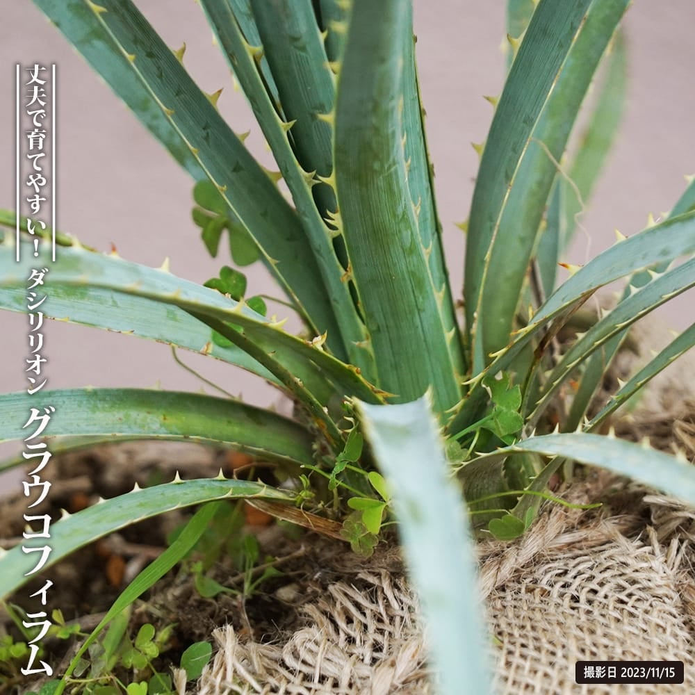 000000096101-01.jpg?size=l&w=