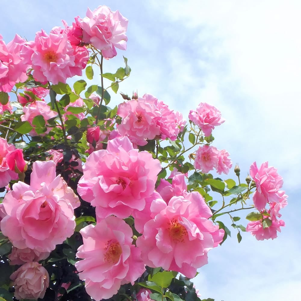 000000000643-06.jpg?size=l&w=